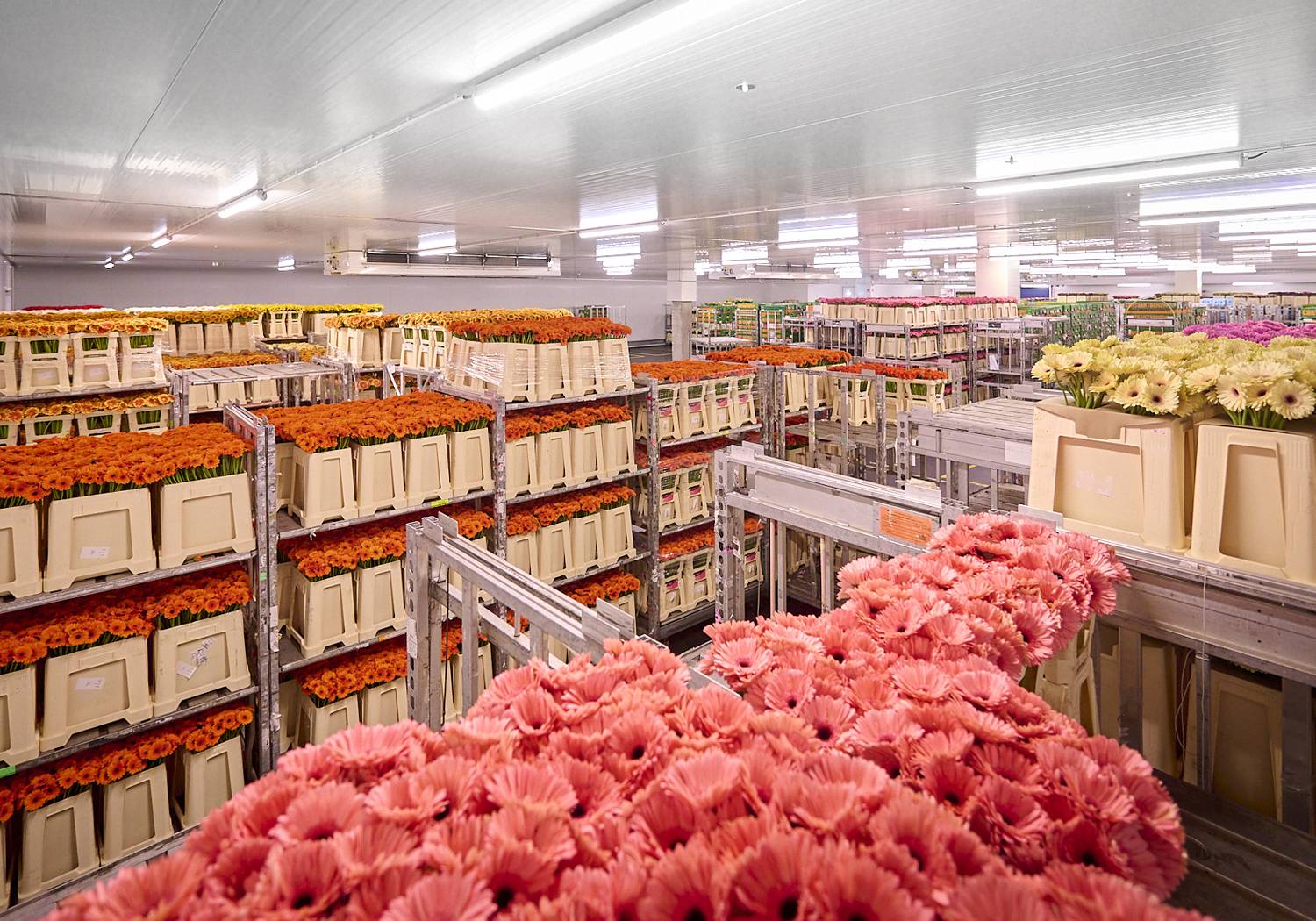 L&M Rijnsburg slideshow impressie