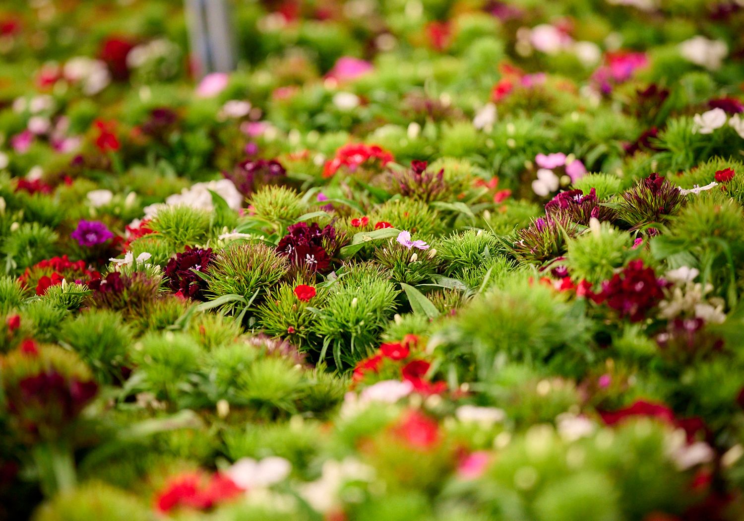 L&M Rijnsburg slideshow impressie