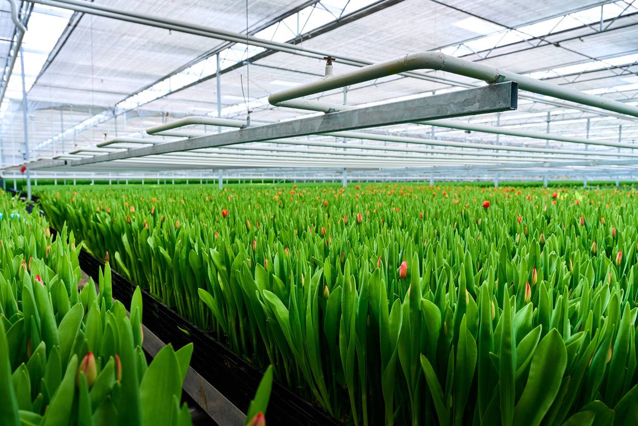 L&M Rijnsburg inkoop van de bron